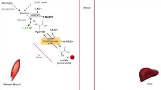 Cori Cycle  Lactic Acid Metabolism  Purpose and Importance in Anaerobic Metabolism [upl. by Weissmann]