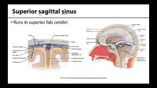 Dural Venous Sinuses  M1 Learning Objectives [upl. by Saddler919]