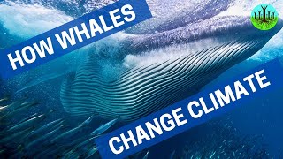 How Whales Change Climate [upl. by Giule663]