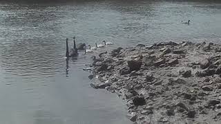 On the Tailrace Inlet Tamar River Launceston Tasmania [upl. by Yalonda]