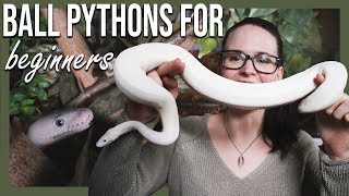 BALL PYTHONS FOR BEGINNERS How to setup terrarium [upl. by Ellenaj]