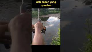 gak disangka paki umpan katak babon yang nyambar fishing [upl. by Myrna]