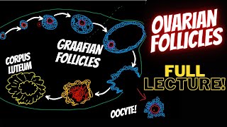 Video 7 Ovarian Follicles Graafian Follicle  Air Anatomy [upl. by Ydaf78]