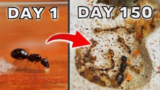 SIMULATING AN ANT COLONY FOR 150 DAYS  SUGAR ANTS [upl. by Aivatnahs]