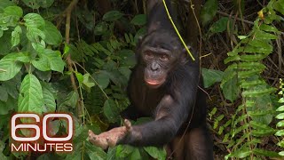 Bonobos  60 Minutes Archive [upl. by Hollington]