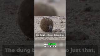 Unveiling the Dung Beetles Incredible Strength [upl. by Ahsyia]