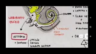 Orecchio  versione molto semplificata utile per la clinica  Otorinolaringoiatria e audiologia [upl. by Ynittirb]