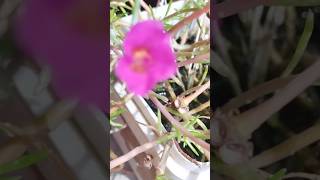 portulaca grandiflora moss rose garden houseplants nature rooftopgarden youtub shorts [upl. by Julio]