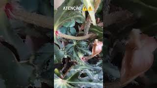 Atenção 👀​👀​ begonia begonias begoniaplant plantas plant flores plants [upl. by Anialahs]