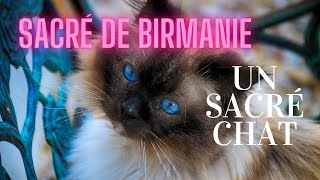 CHAT sacré de Birmanie Quel sacré chat [upl. by Camilo]