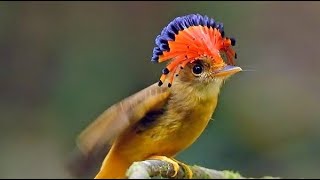 Royal flycatcher  Fauna Forever [upl. by Hselin]