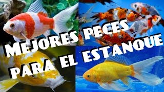 MEJORES PECES PARA ESTANQUE  Peces de agua fría [upl. by Odom81]