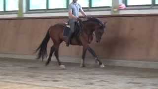 QuadroneurSunnyBoy gelding  2012 for sale [upl. by Itirp923]