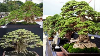 50 INSPIRASI BONSAI ILENG ILENGMANGSIAN JUARA [upl. by Bohlin]