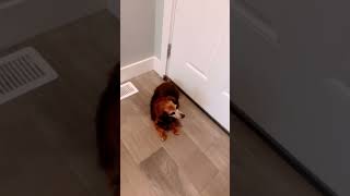 Wiener dog song dog funny [upl. by Arihsan315]