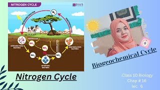 Nitrogen Cycle [upl. by Burn895]