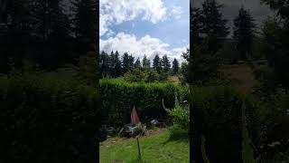 beautiful day here at wildwood cottage  Happy weekend 🐶🙂♥️ gardening summer vlog fruga [upl. by Drye]