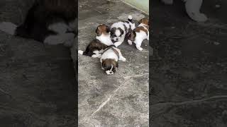 shitzu puppy dogbreed animallove labrador itna sasta kahi nhi Bihar me bache [upl. by Laufer]