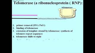 183 Telomerase Replicates Telomeres to Prevent Chromosome Shortening [upl. by Thorpe887]