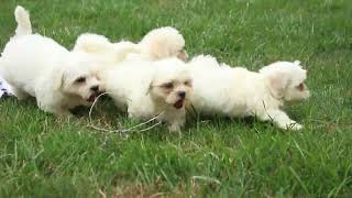 Shih Poo Puppies for Sale [upl. by Oiratno127]