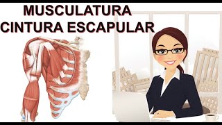 ANATOMÍA DEL SISTEMA MUSCULAR MUSCULATURA DE LA CINTURA ESCAPULAR [upl. by Anytsirk]