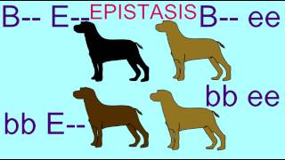 EPISTASIS IN INHERITANCE OF LABRADOR RETRIEVER COAT COLOR [upl. by Sitof347]