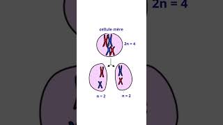 La Meïose Division Cellulaire Différente De La Mitose [upl. by Ilatfan]