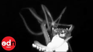 Amazing closeup footage of elusive giant squid [upl. by Noimad]