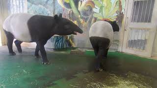 Tama Zoological Park  Tapirus indicus ≪ Malayan tapir ≫  マレーバク [upl. by Ise]