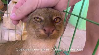 Rescate de una Onza o Jaguarundi animal salvage [upl. by Viridis]