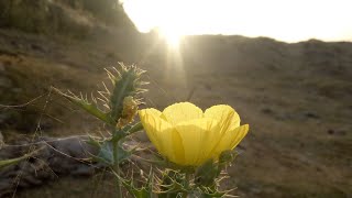 Argemone mexicana LinnMedicinal weed SatyanashiMexican poppy Mexican prickly poppy bilai बिलाई [upl. by Aima]