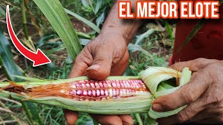 Aprovecha al Máximo tu Tierra ¡El Poder del Cultivo de Maíz [upl. by Sebastian305]