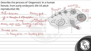 Describe the process of Oogenesis in a human female from early embryonic life till adult repr [upl. by Custer289]