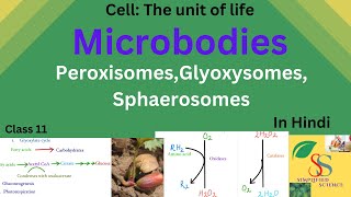 Microbodies PeroxisomesGlyoxysomesSphaerosomesClass11in Hindi [upl. by Aneeb]