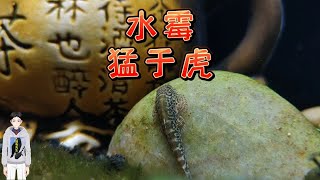 【鸫龟先生】自来水中有小瓜虫吗？让鱼生白点病的小瓜虫都是外来户，鱼缸水霉猛于虎。秋冬低温期鱼缸观赏鱼白点产生原因，鱼长白毛水霉病的原因和治疗方法，古法养鱼视频 [upl. by Ilram]