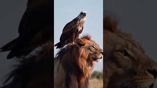 Eagle rules the sky Lion rules the jungle Both rules the Universe 👍👍 motivation [upl. by Leo]