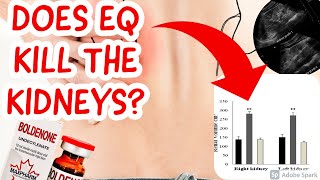 Does EQBoldenone destroy the Kidney  Response to Reddit rsteroids [upl. by Baxy]