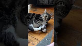 Catnip mouse for the win 🐁 cat cats catnip pedro cute funny trending [upl. by Bowles]