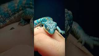 Abronia Graminea Calico Female Mexican Alligator Lizard [upl. by Negaet]