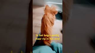 Ginger bokt altijd wat grappig [upl. by Still]