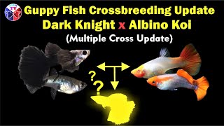 Guppy Fish Crossbreeding Result  Dark Knight amp Albino Koi [upl. by Atilef367]