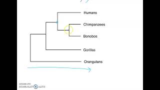 Phylogenetic Tree Basics [upl. by Sallad46]