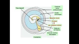 EMBRYOLOGIE Les annexes embryonnaires [upl. by Pyszka]