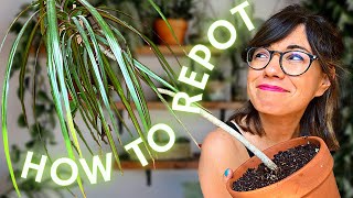 Dracaena repot THE RIGHT WAY [upl. by Joab]