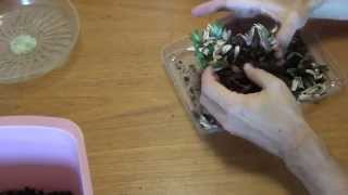 Cleaning up and reptting an old pot of Gasteria bicolor var liliputana [upl. by Lali]