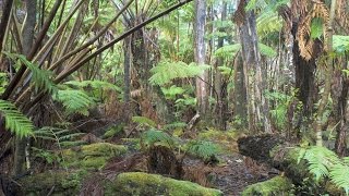 Hawaiian tropical rainforests Volcanoes National Park Big Island Hawaii USA North America [upl. by Aihsetel424]