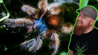 Antilles Pinktoe Tarantula Rehouse  Caribena versicolor [upl. by Hinckley]