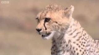 Cheetah Attacks Gazelle  Big Cat Diary  BBC [upl. by Lili]