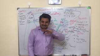 LIPOGENESIS part 1 EASY MADE LEARNING in URDU [upl. by Quarta787]