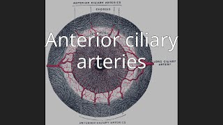 Anterior ciliary arteries [upl. by Hedda]